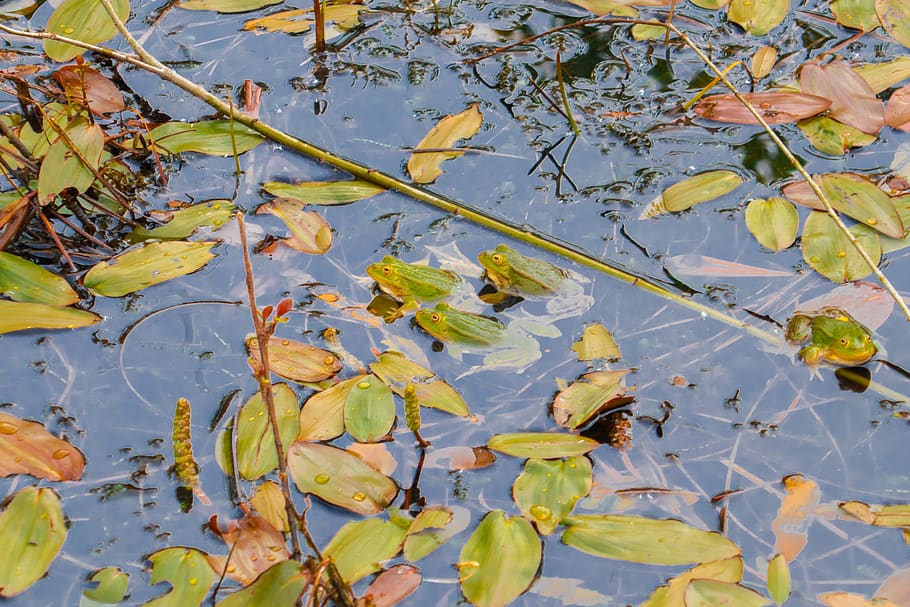 pond, frogs, green frog, leaf, plant part, water, lake, autumn HD wallpaper