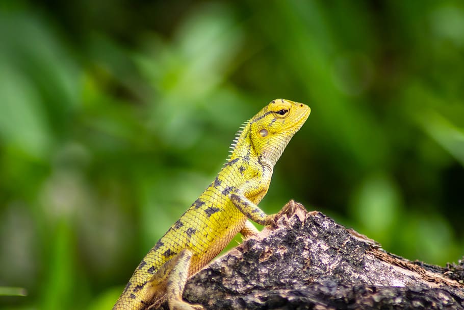 chameleon, background, isolated, green, animal, nature, white HD wallpaper