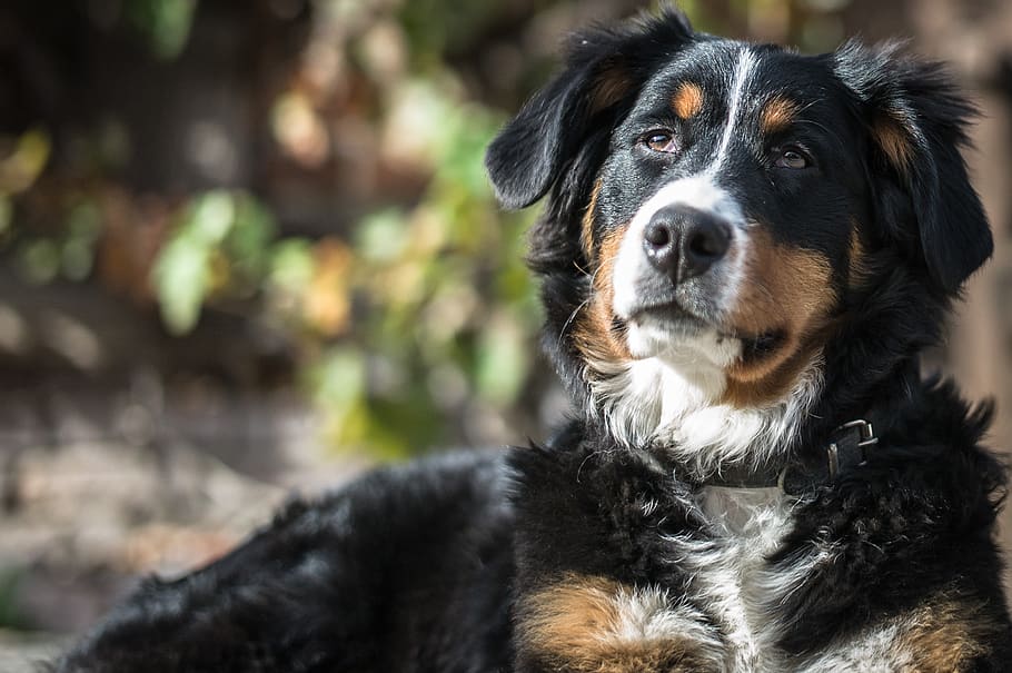 dog, bernasen, pets, domestic, one animal, domestic animals HD wallpaper