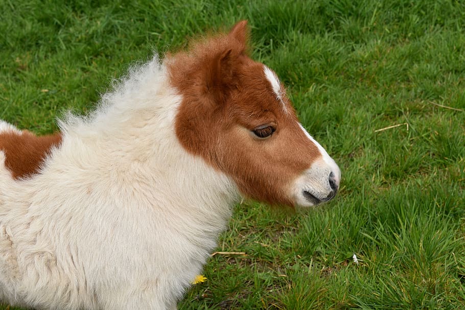 pony, shetland pony, shetland pony jarod, baby foal, portrait pony profile, HD wallpaper