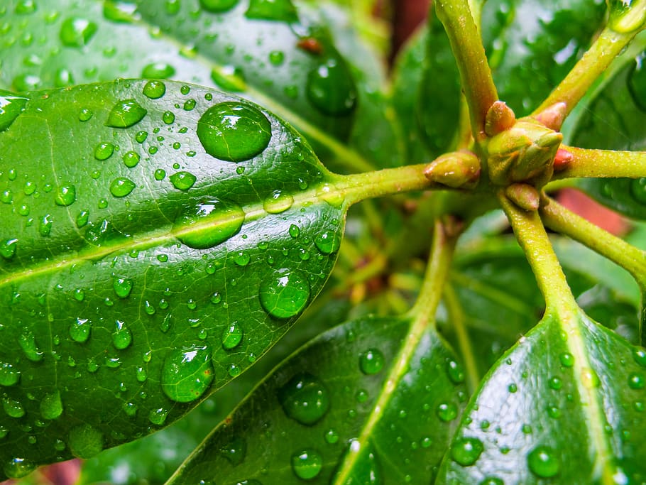 green, leaf, water, waterdrops, wet, green color, plant, close-up HD wallpaper