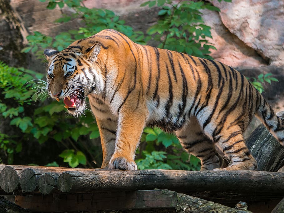 tiger, predator, big cat, roar, animal, feline, animal themes HD wallpaper