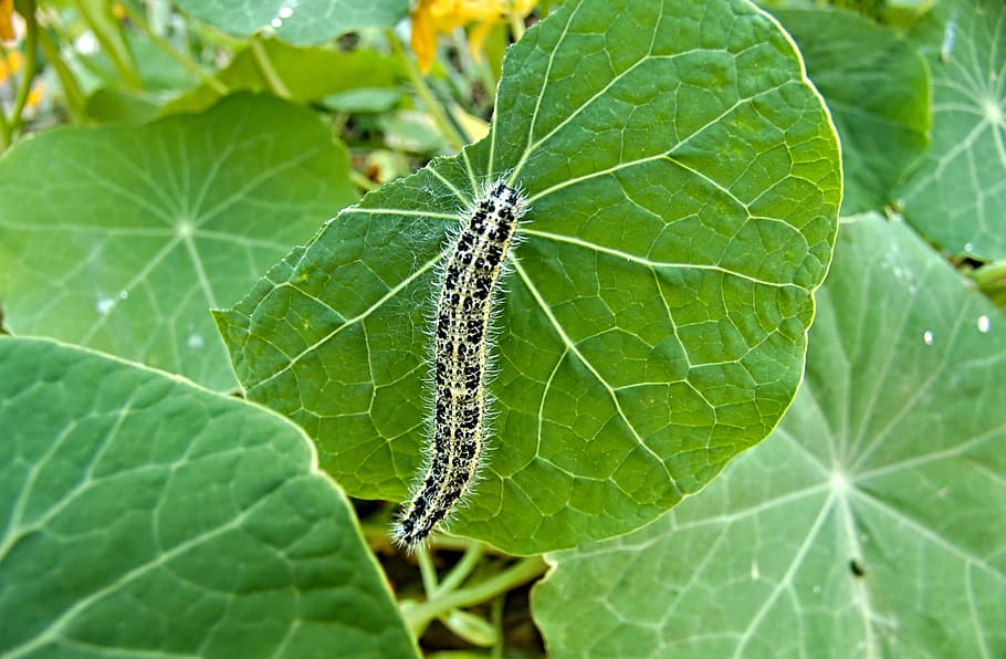 caterpillar, insect, green, macro, larva, nature, plant part HD wallpaper