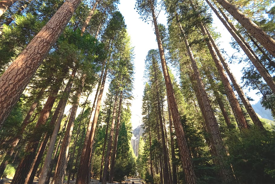 trees, tree trunks, nature, sunshine, sunny, sky, plant, forest HD wallpaper