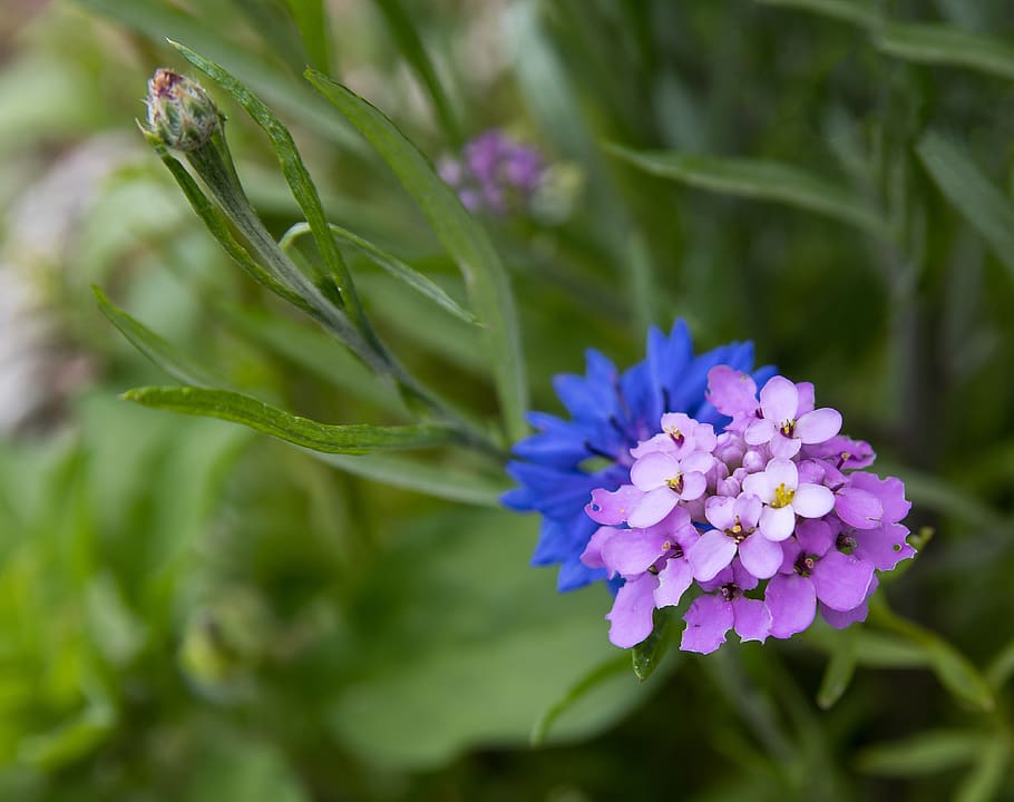 flower, cornflower, blossom, bloom, bud, plant, summer, flora HD wallpaper