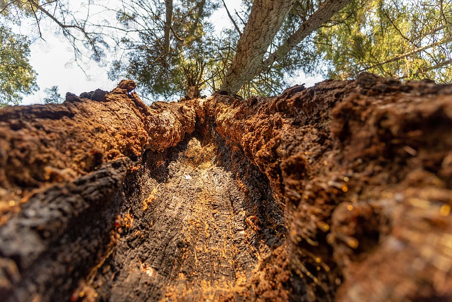 tree, sap, core, burned, crowns, trees, inside, up, sky, plant HD wallpaper