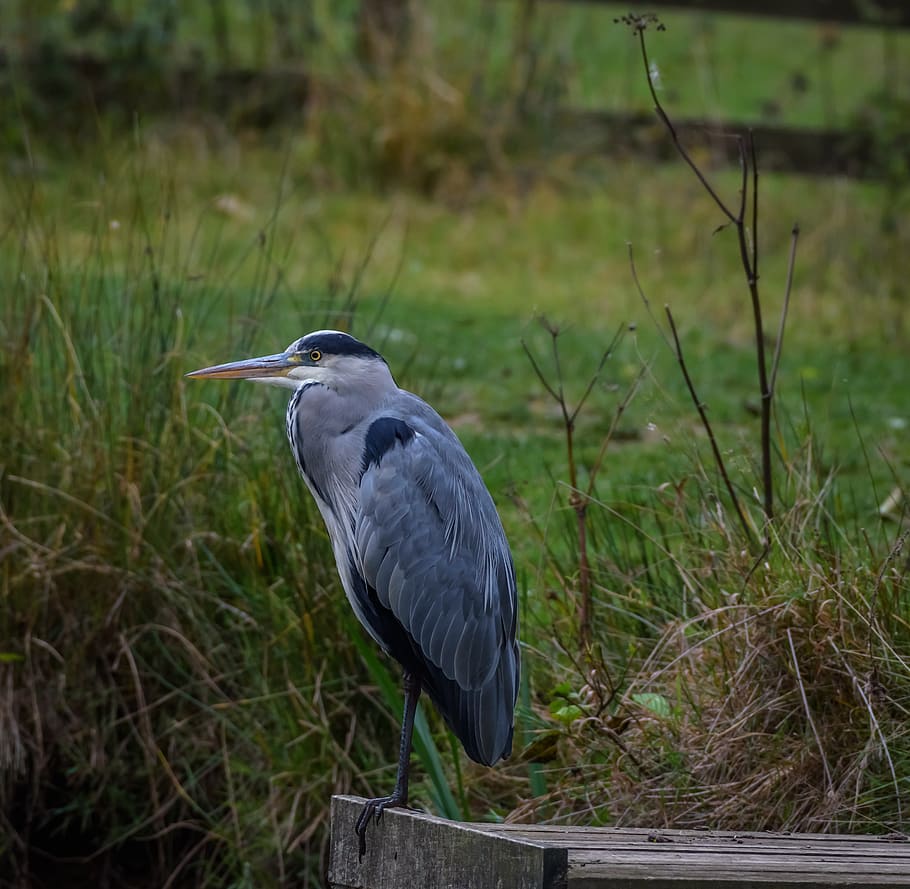 birds, heron, grey, beak, feathers, wildlife, flight, water HD wallpaper