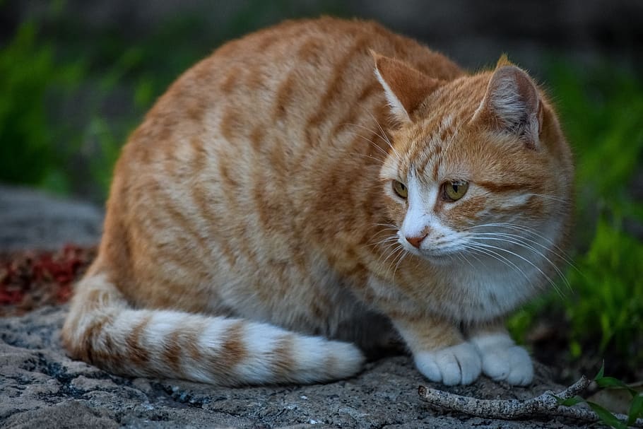 cat, stray, tabby, cute, animal, nature, portrait, looking HD wallpaper