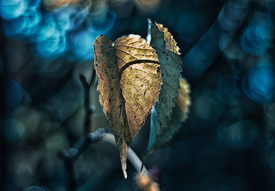 Photo Of Leaves, close-up, macro, focus on foreground, day, no people HD wallpaper