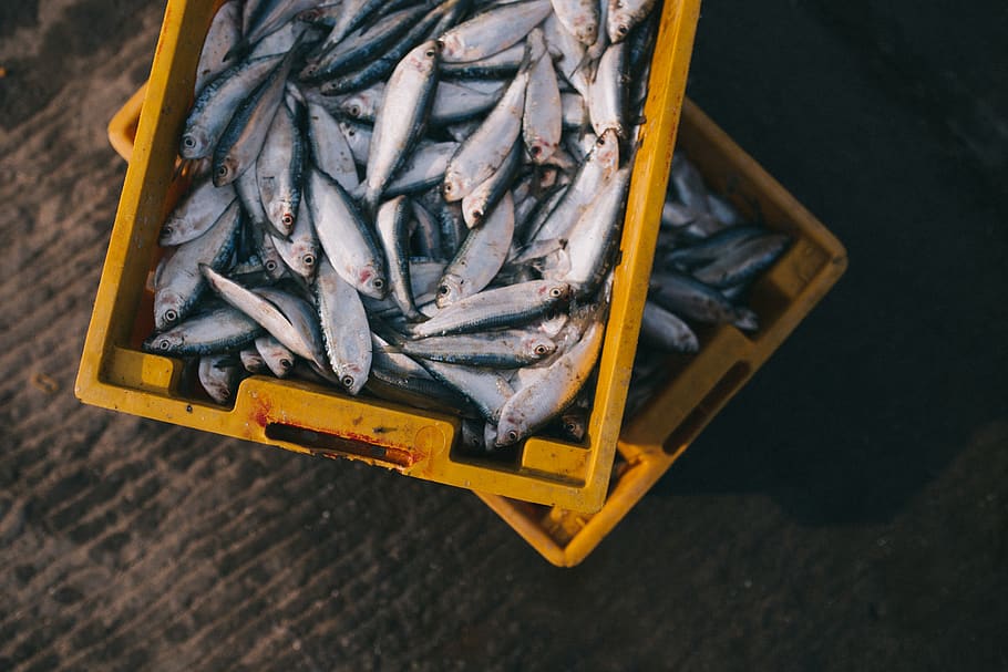 gray fish lot, high angle view, no people, food and drink, yellow HD wallpaper