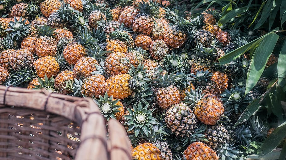 pineapple fruit lot during daytime, plant, food, citrus fruit, HD wallpaper