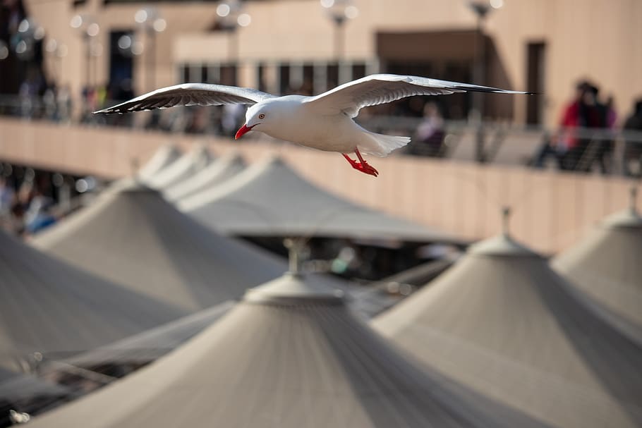 seagull, flying, bird, animal, wing, nature, dom, flight, spread wings HD wallpaper
