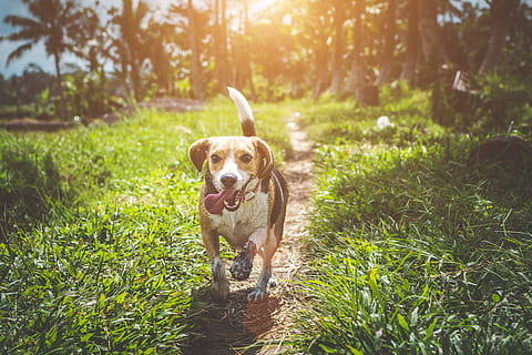 Adult Beagle Walking on Grass Field, active, adorable, animal HD wallpaper