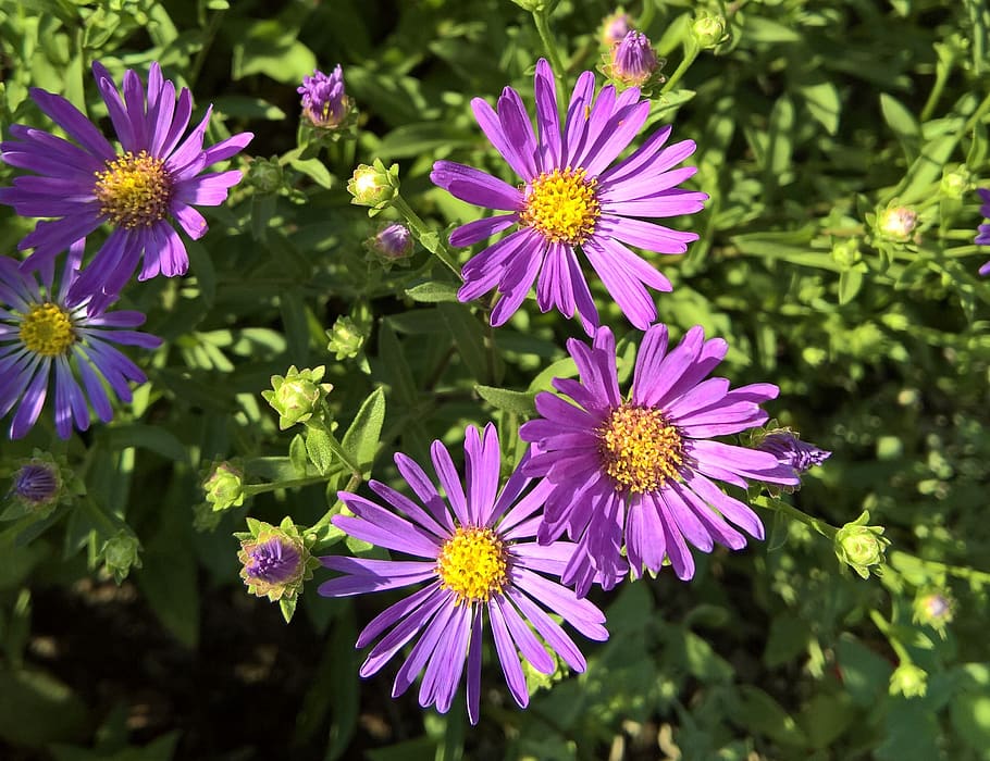 flowers, asters, herbstastern, composites, purple flowers, yellow pollen tubes HD wallpaper