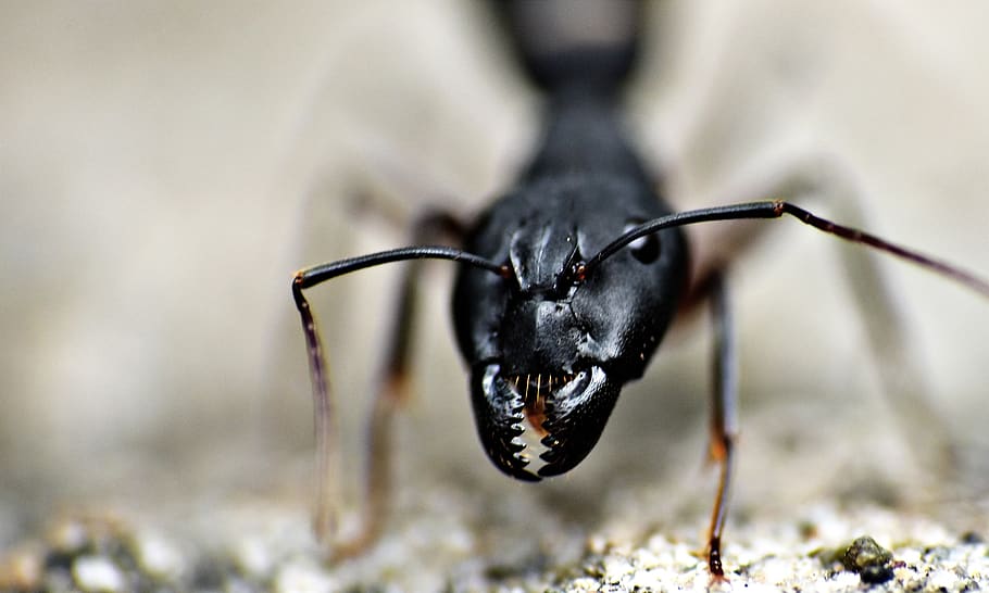 jaws-black-ant-insect-garden-ant.jpg