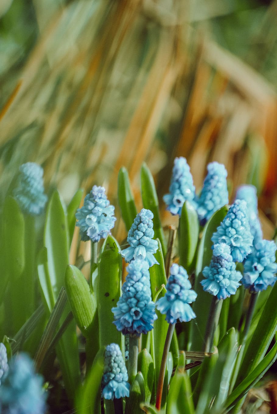 blue-petaled flower, plant, blossom, ireland, cork, fota house and gardens HD wallpaper