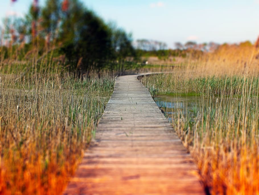 beekbergerwoud, veluwe, beekbergen, swamp, walking, plant, landscape, HD wallpaper