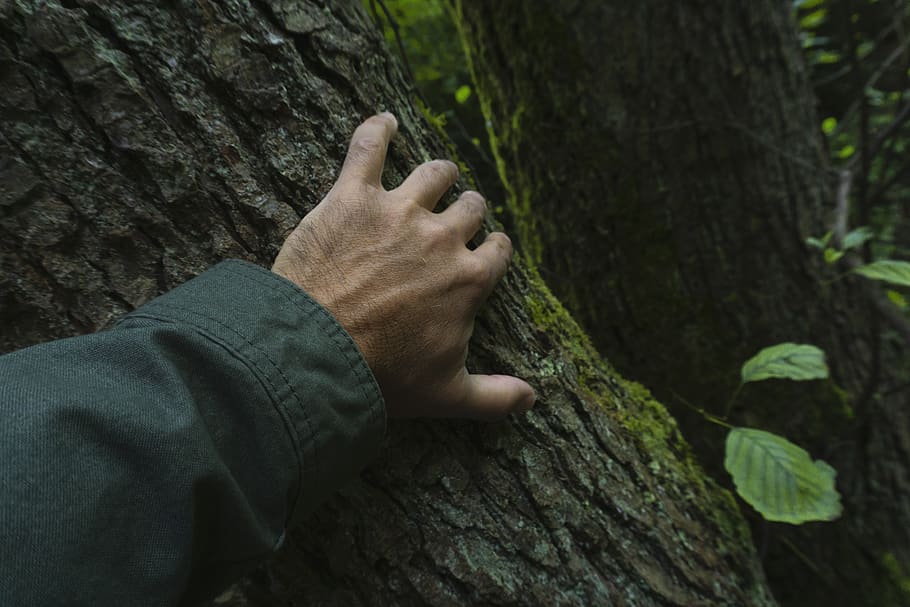 Person Holding On A Tree , hand, tree bark, tree trunk, human body part HD wallpaper
