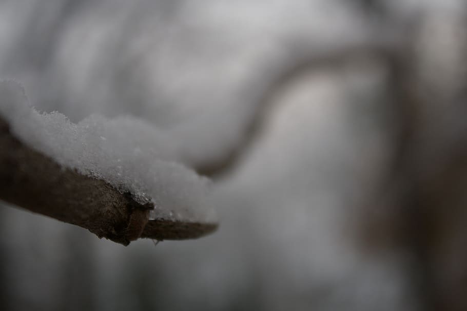 snow, tree, leading lines, outisde, white, cold temperature HD wallpaper