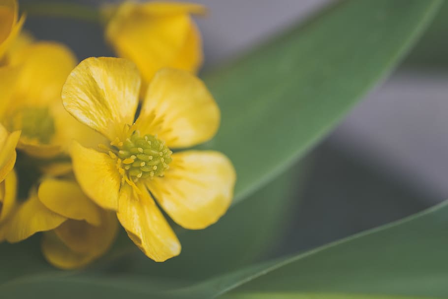 Selective Focus Photo of Yellow Flower, background, beautiful HD wallpaper