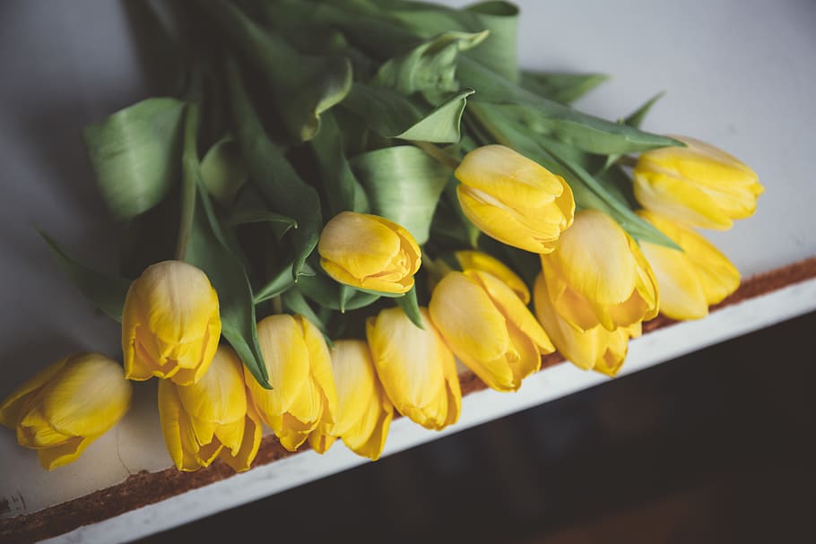 bouquet, decor, spring, tulip, floral, flower, yellow, freshness HD wallpaper