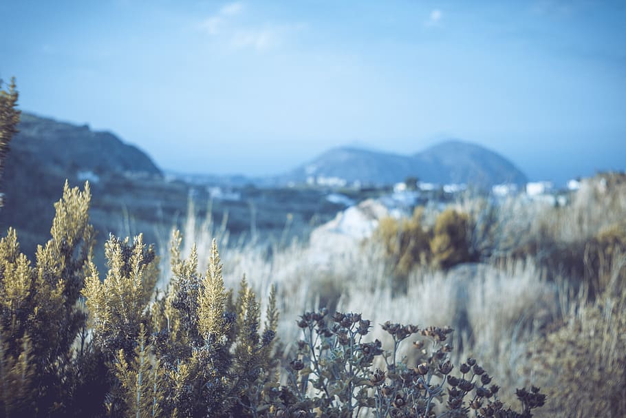 plants, sicily, mountain, sky, nature, beauty in nature, tranquility HD wallpaper