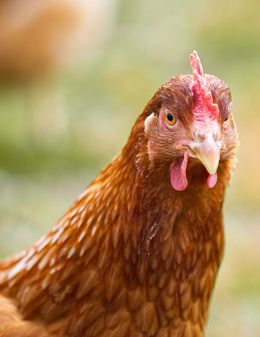 Hen Photos Download The BEST Free Hen Stock Photos  HD Images