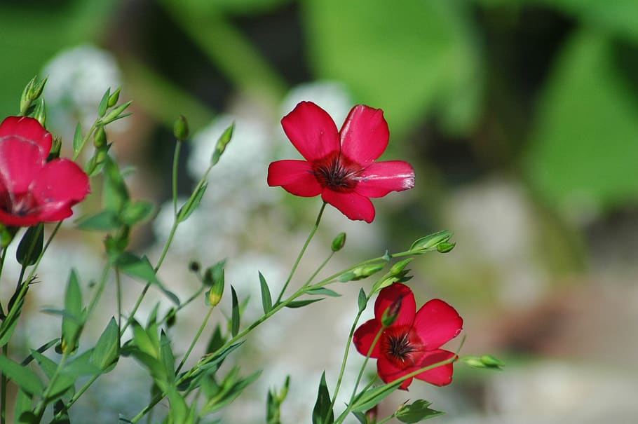 flowers, garden, yard, red, flowering plant, fragility, vulnerability HD wallpaper