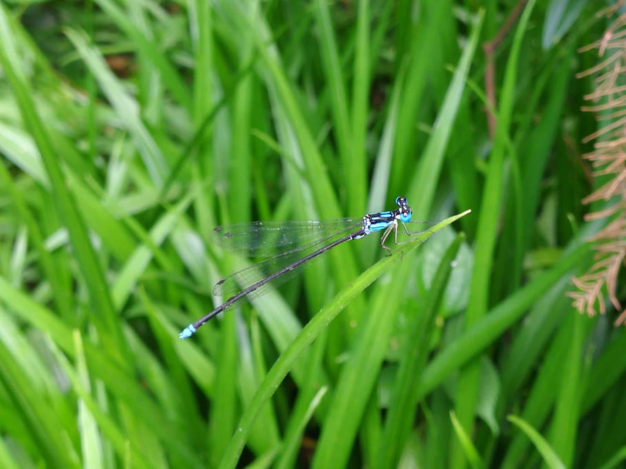 grass, green, blue, dragonfly, summer, forest, life, travel HD wallpaper