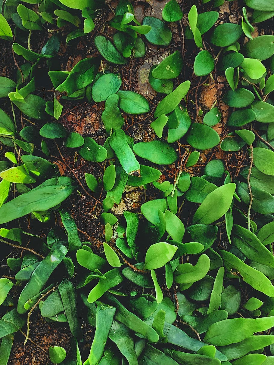 plant, leaf, vegetation, 41, kuala lumpur, malaysia, food, blossom HD wallpaper