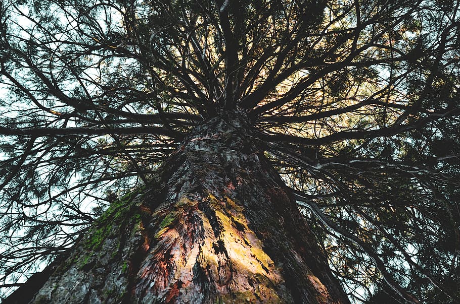 forest, nature, tree, perspective, plant, tree trunk, growth HD wallpaper