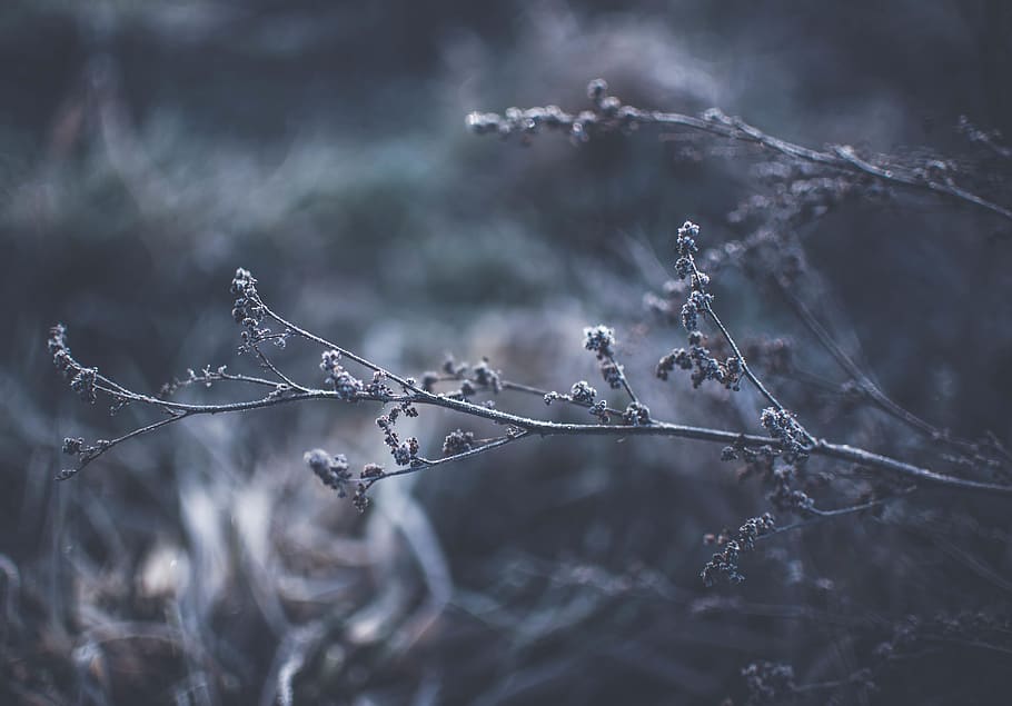 nature, plants, branches, twigs, flowers, blossoms, trees, still HD wallpaper