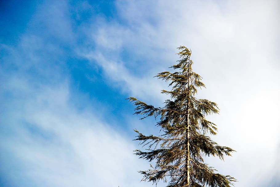 Worm's Eye Photography Green Leaf Tree, blue sky, bright, clouds HD wallpaper