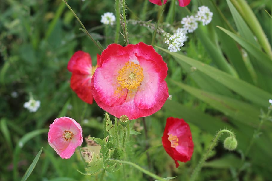 red, poppy, flower, macro, nature, garden, blooming, summer HD wallpaper