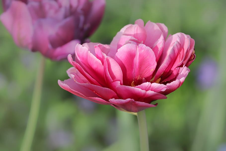 tulip, tulipa, schnittblume, bloom, breeding tulip, violet, HD wallpaper