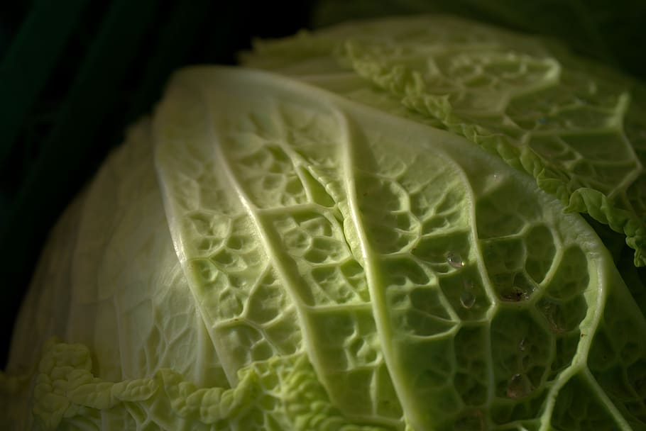 savoy, vegetables, savoy cabbage, kohl, vegan, bio, herb, healthy, HD wallpaper