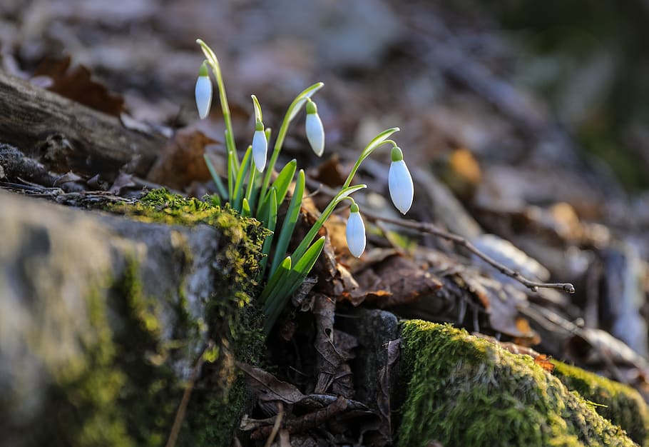 snowdrop, flower, white, nature, flora, green, forest, bloom HD wallpaper