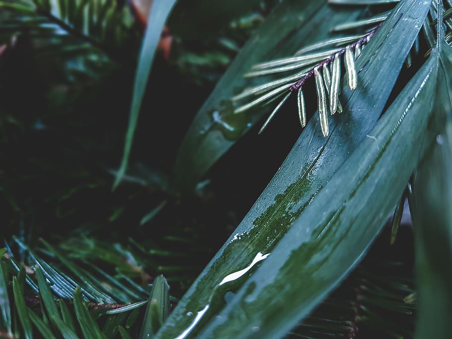 trees, leaves, blur, plant, plant part, leaf, close-up, growth HD wallpaper
