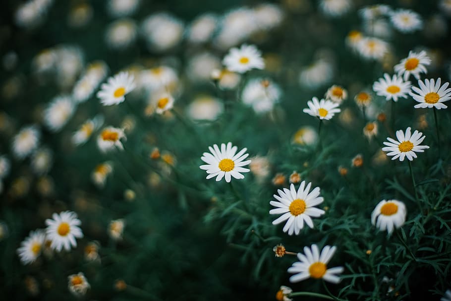 tumblr backgrounds flowers daisy