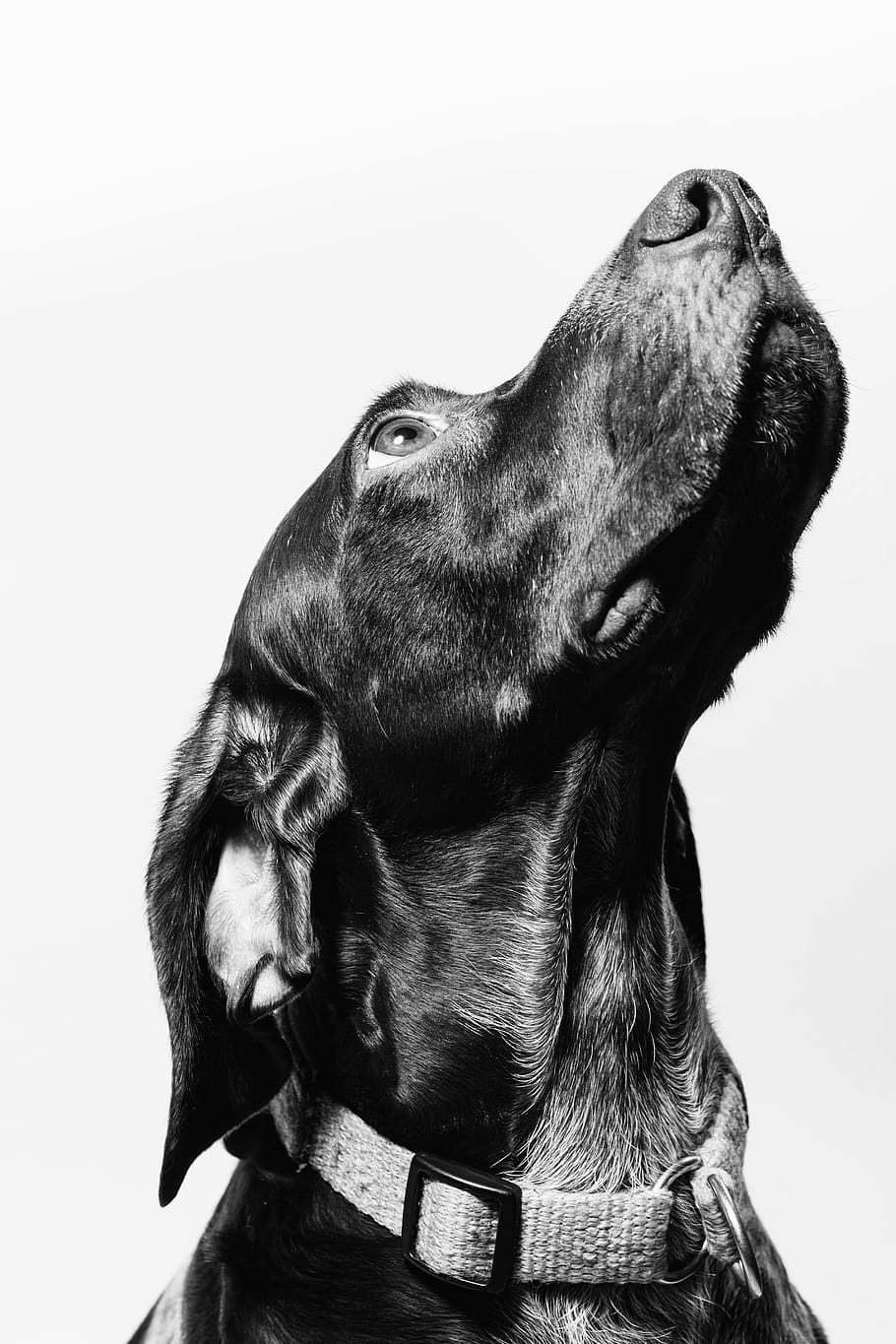 black short-coated large dog, one animal, mammal, domestic animals HD wallpaper