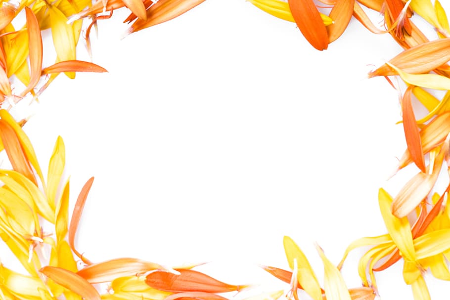 petals, frame, colors, daisy, details, flora, floral, flower HD wallpaper