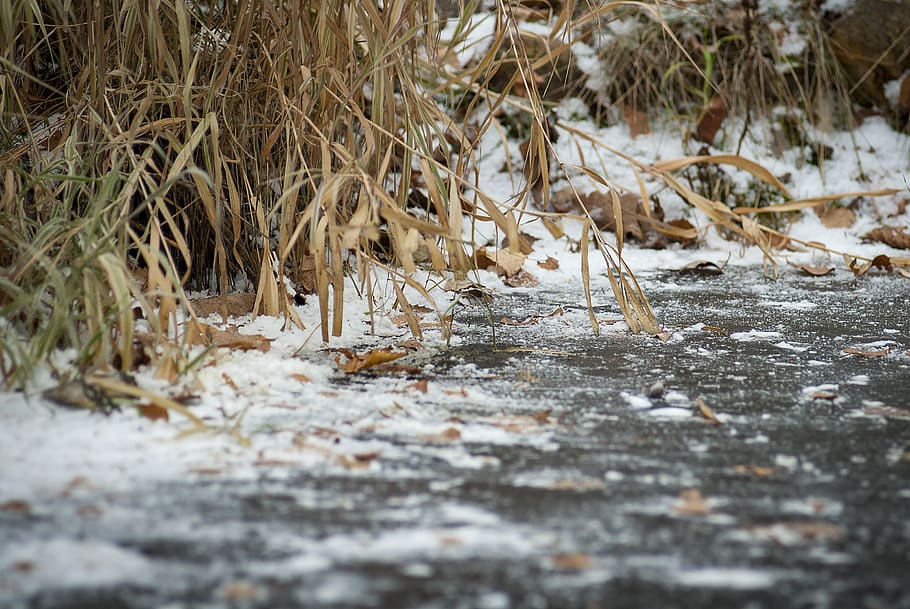 brown grass, nature, outdoors, ice, snow, animal, winter, bird HD wallpaper