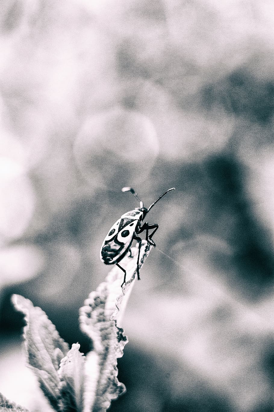 macro, beetle, nature, insect, invertebrate, animals in the wild HD wallpaper