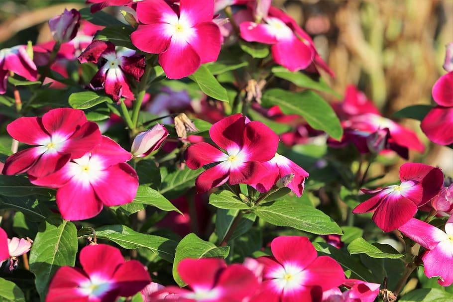 Catharanthus Roseus Known Sadabahar Baramasi India Stock Photo 2294421881 |  Shutterstock