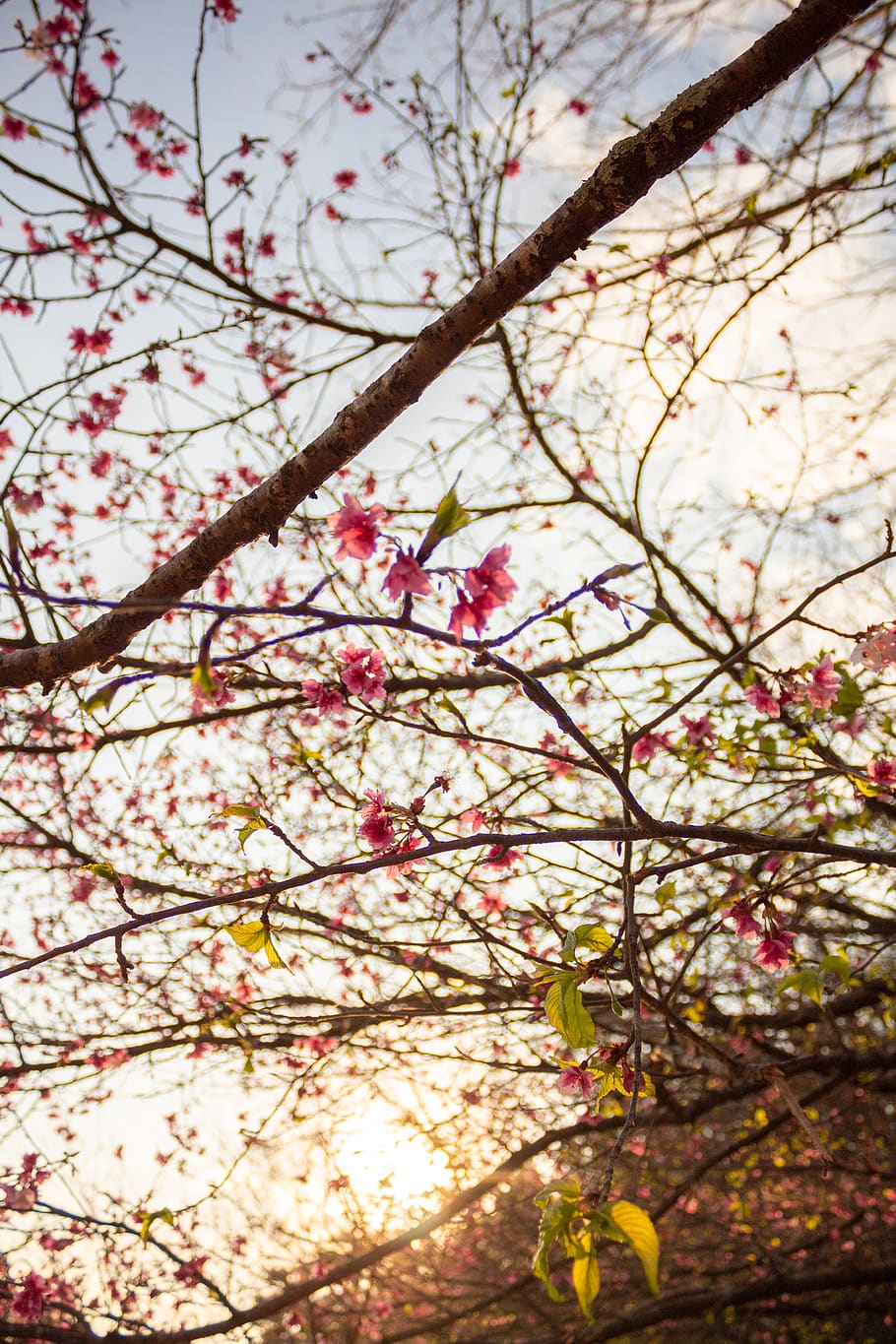 forest, tree, sky, flower, rose, pink, japan, cherry, blosson HD wallpaper