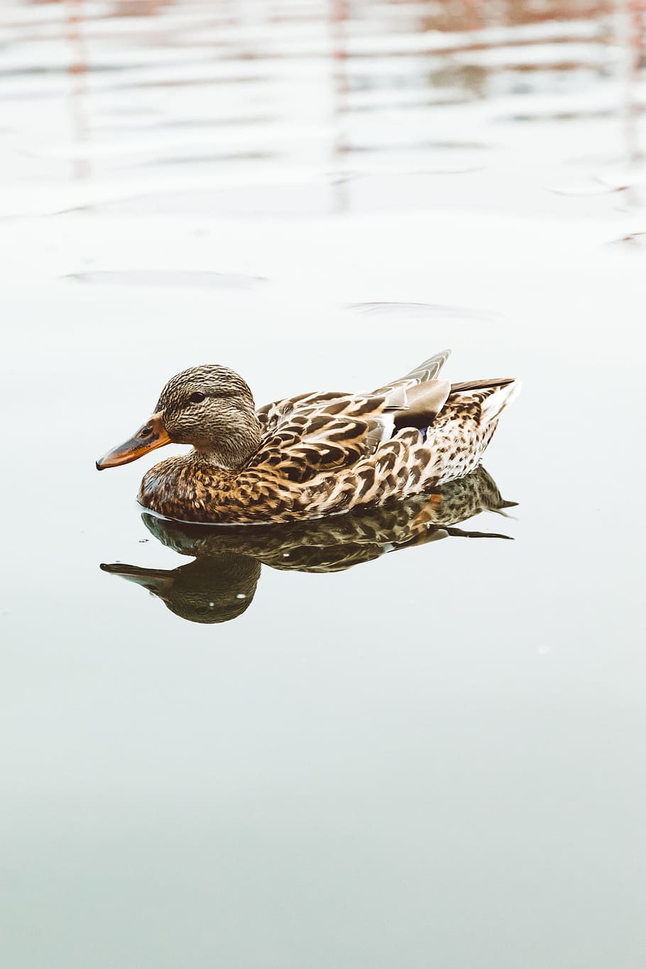 brown duck on body of water, nature, bird, reflection, ripple HD wallpaper