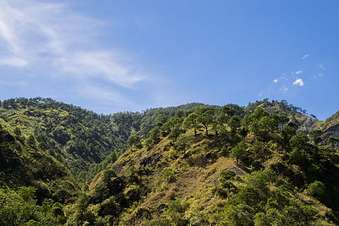 philippines, baguio, plant, tree, sky, beauty in nature, scenics - nature HD wallpaper