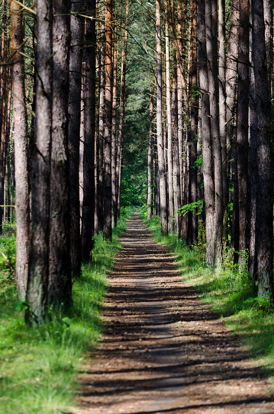 forest, woods, trees, road, path, nature, landscape, summer HD wallpaper
