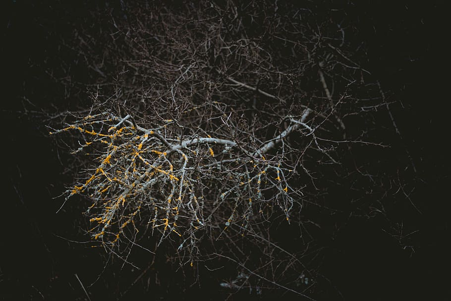 bare tree during nighttime, bark, bush, bokeh, desktop, wallpaper HD wallpaper