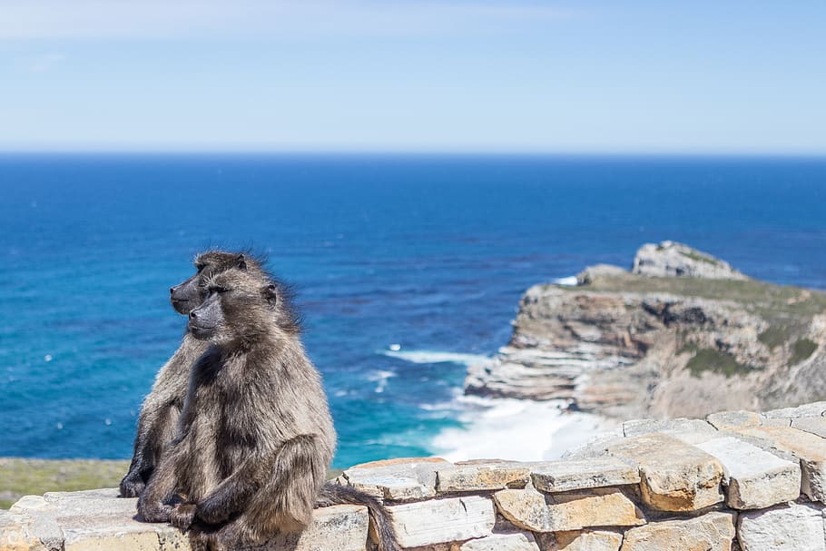 south africa, cape town, cape point, ocean, animal, baboon, HD wallpaper